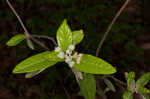 Alabama croton